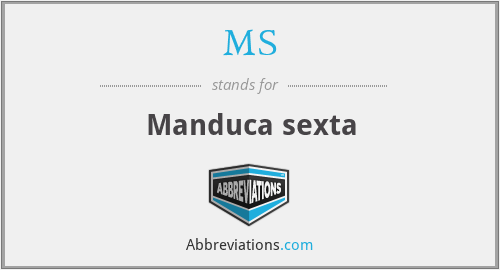 What does manduca sexta stand for?